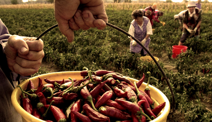 Agricultura familiar na Hungria. Foto: AMC/reprodução