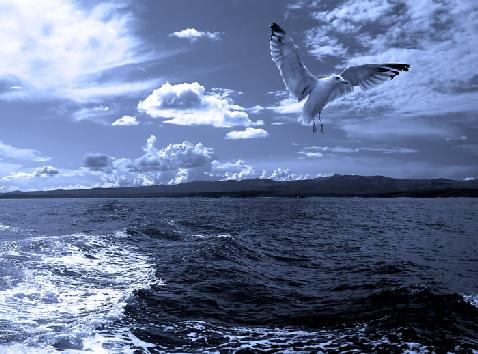 Gaivota