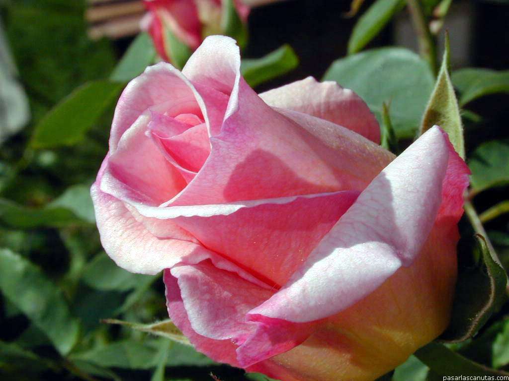 Rosa