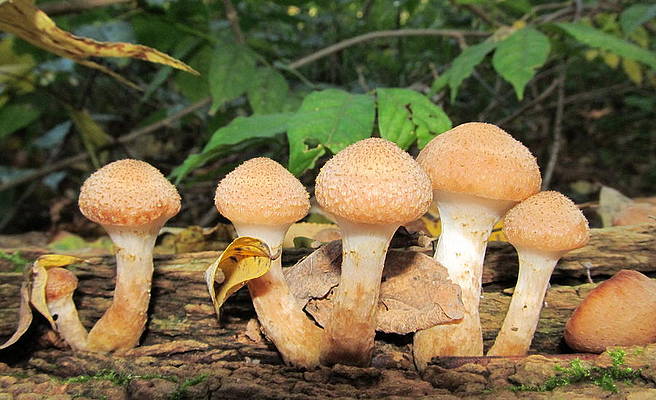 Young honey mushrooms joshua bales