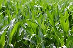 Shunya Fodder