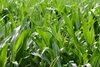 Shunya Fodder