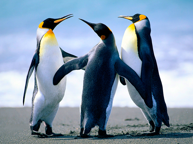 Penguins display