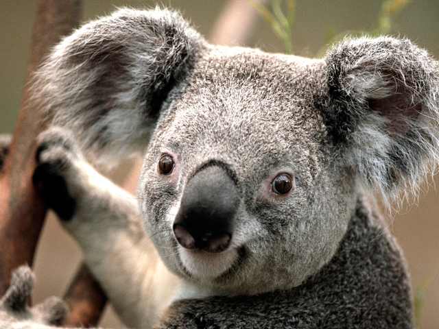 Koala display