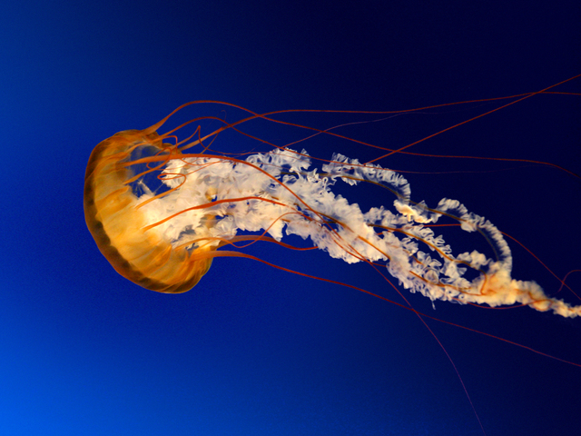 Jellyfish display