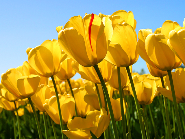Tulips display