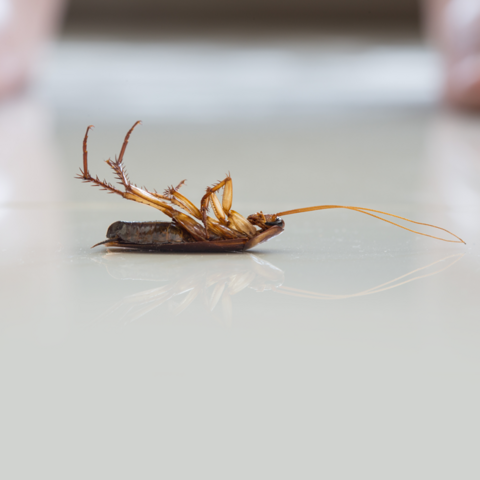 Cockroach 1 674x674 1 display