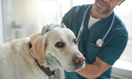 Veterinarians 2 display